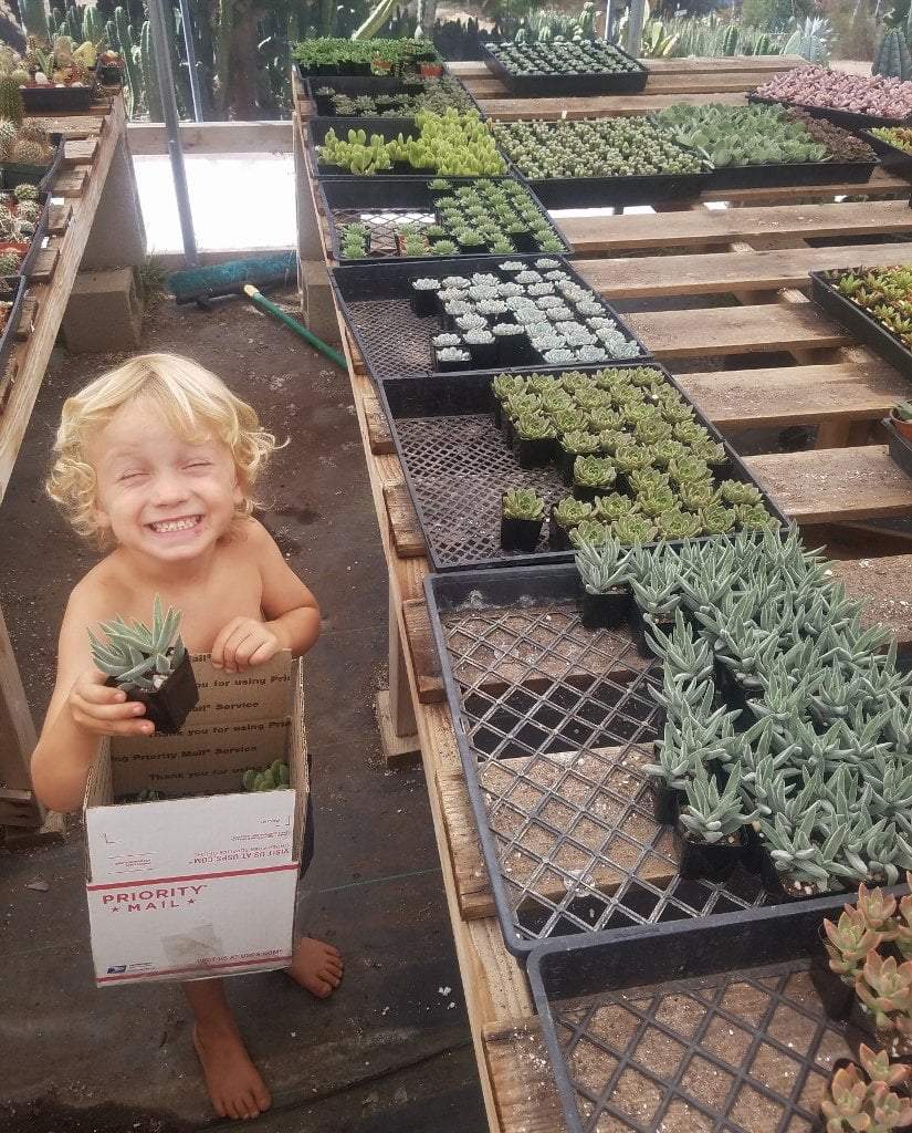 Facebook Special Succulents by the Boyz-Succulent - Small-The Succulent Source