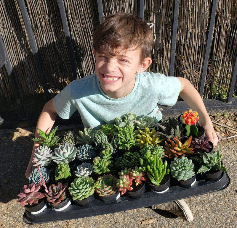 Facebook Special Succulents by the Boyz-Succulent - Small-The Succulent Source