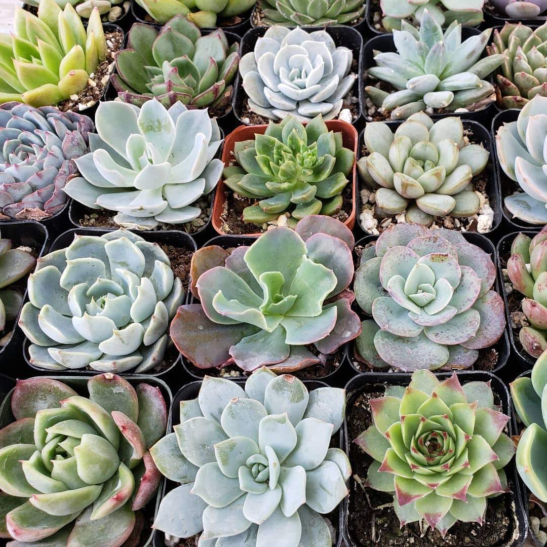 Facebook Special Succulents by the Boyz-Succulent - Small-The Succulent Source
