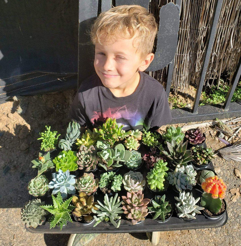 Facebook Special Succulents by the Boyz-Succulent - Small-The Succulent Source