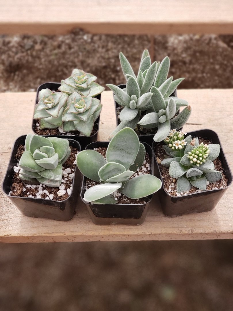 Facebook Special Succulents by the Boyz-Succulent - Small-The Succulent Source