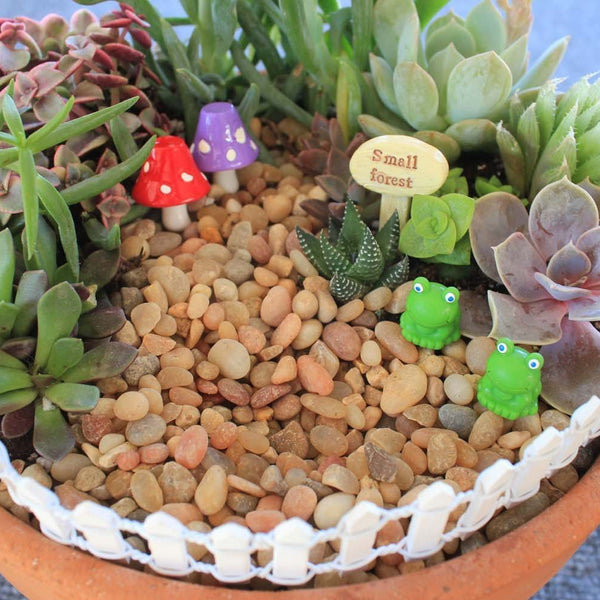 Mini Terrarium Plants (6 Plants) (2 Pots) Fairy Garden Assorted