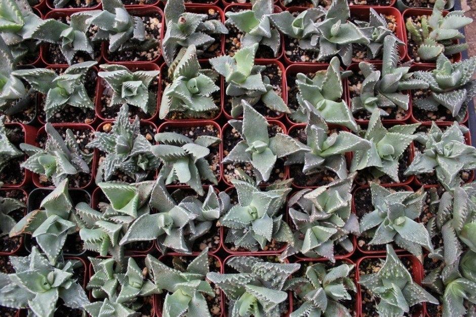 2″ Tiger Jaws Faucaria bulk wholesale succulent prices at the succulent source