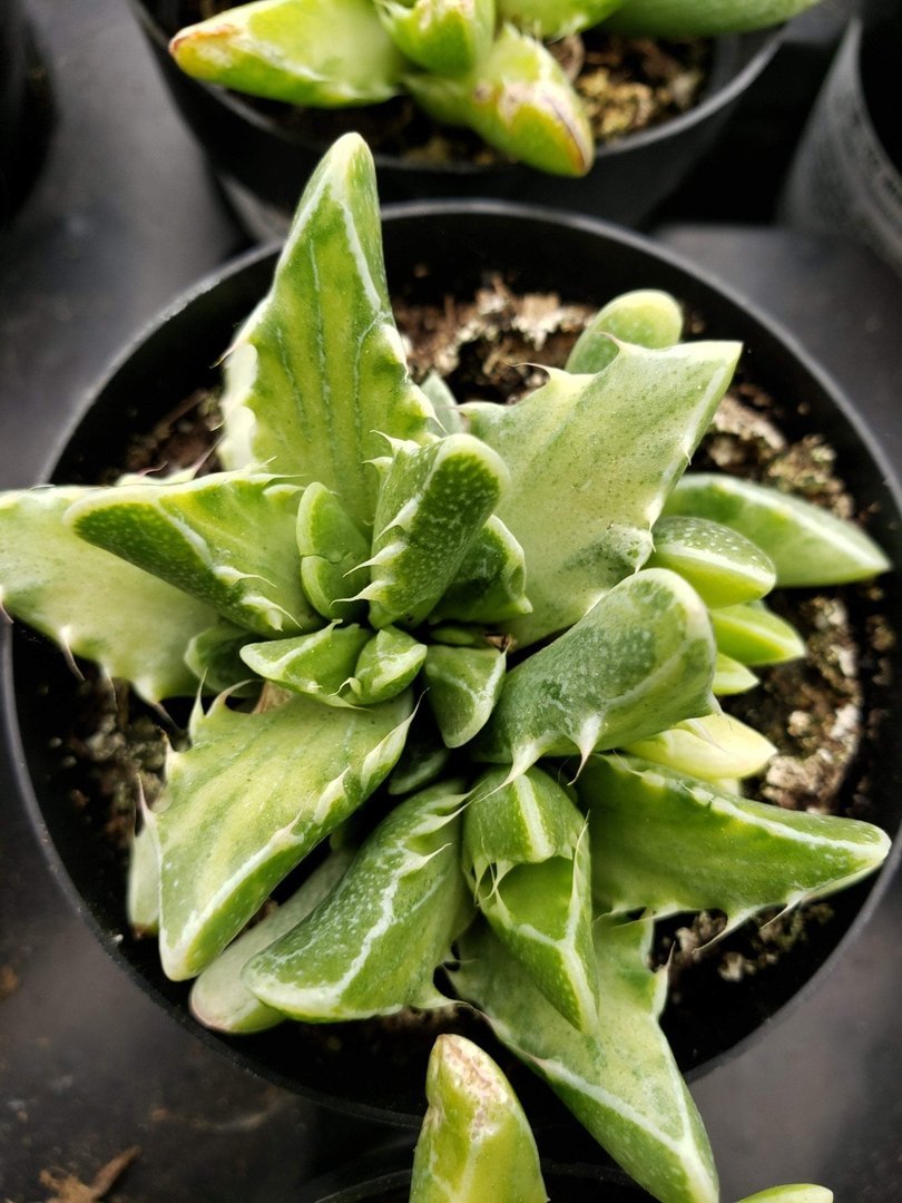 tiger jaw succulent Faucaria Tiger Jaws by Justus