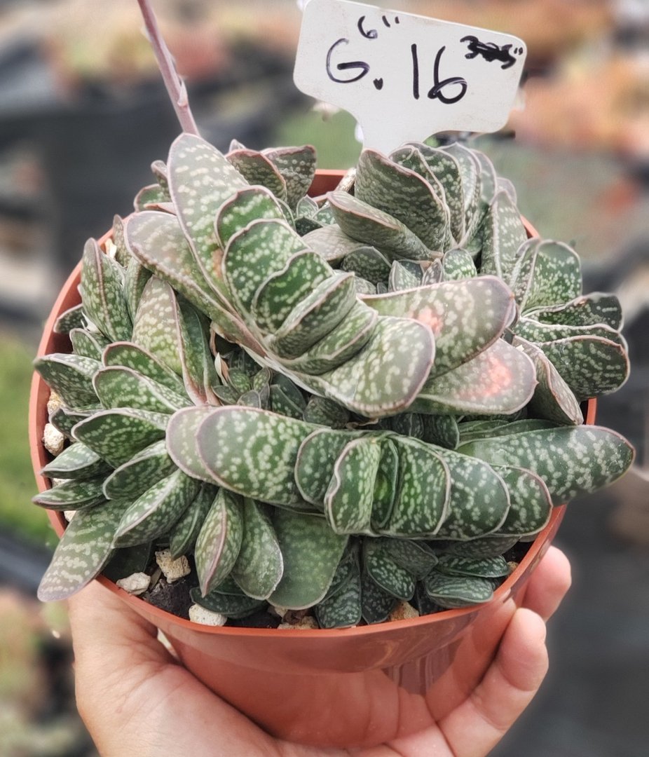 Gasterias & Sanseverias-Succulent - Small-The Succulent Source