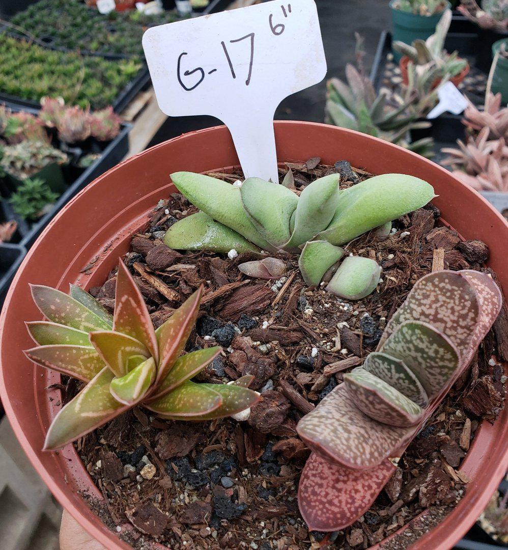 Gasterias & Sanseverias-Succulent - Small-The Succulent Source