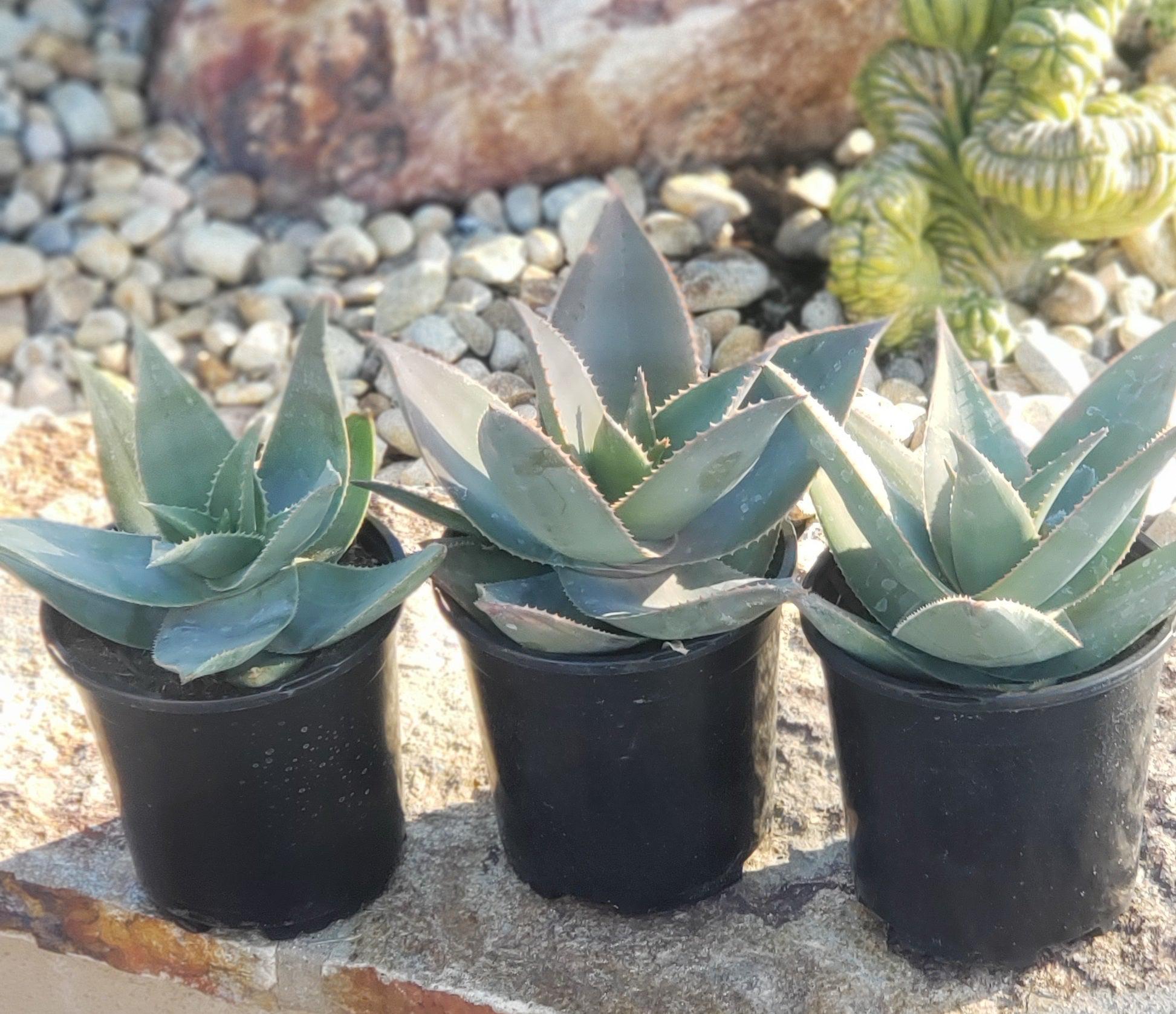 Ghost Aloe Potted in 1 gallon-Succulent - Large-The Succulent Source