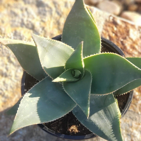 Ghost Aloe Potted in 1 gallon