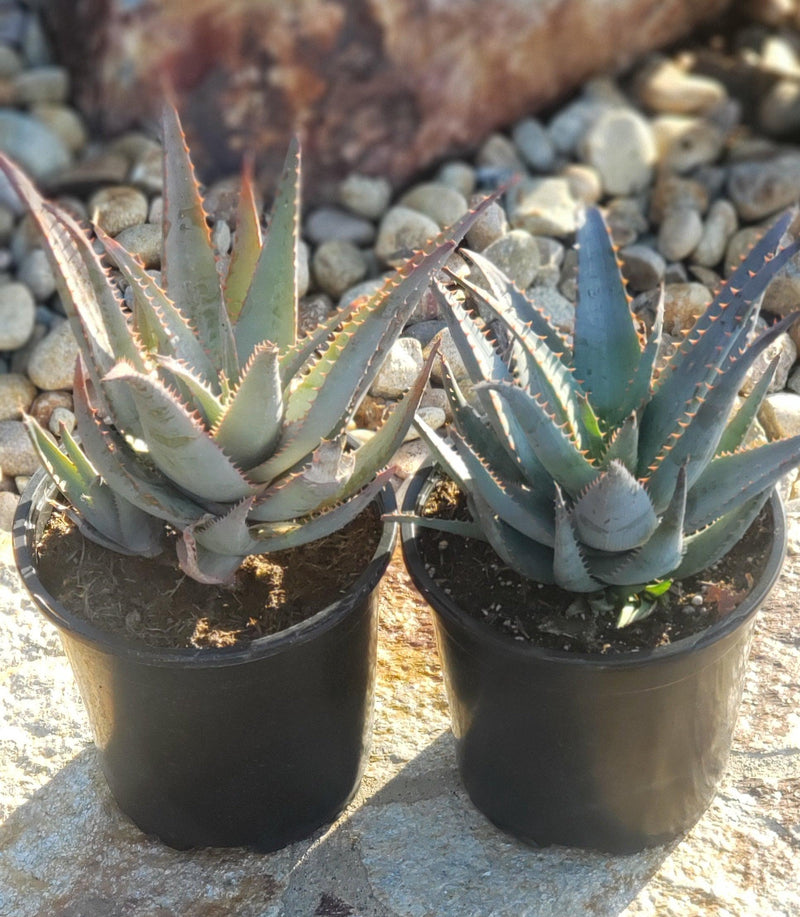 Glauca Aloe Potted in 1 gallon-Succulent - Large-The Succulent Source
