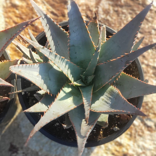 Glauca Aloe Potted in 1 gallon