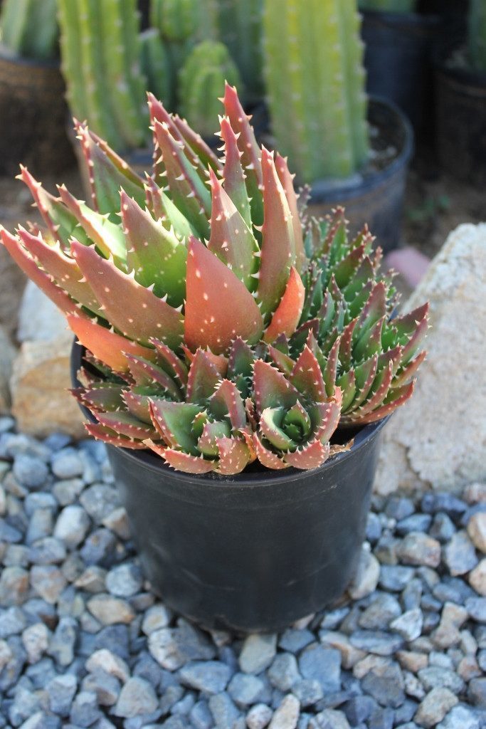 Gold Tooth Aloe - "Aloe Nobilis" bulk wholesale succulent prices at the succulent source - 2