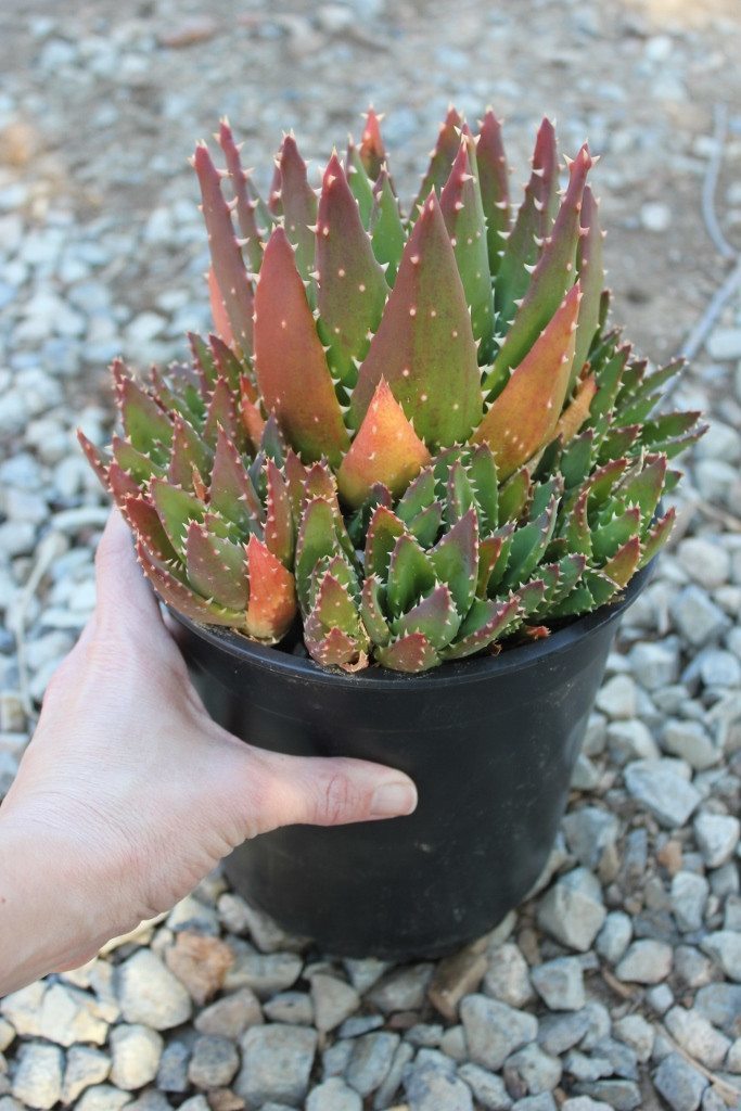 Gold Tooth Aloe - "Aloe Nobilis" bulk wholesale succulent prices at the succulent source - 3