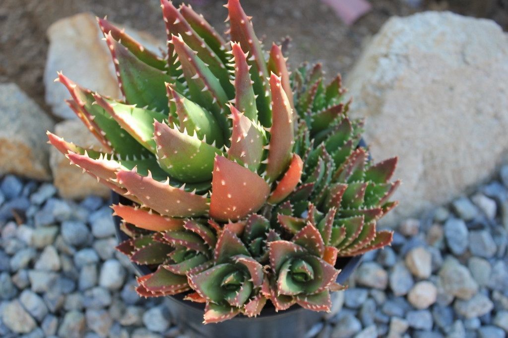 Gold Tooth Aloe - "Aloe Nobilis" bulk wholesale succulent prices at the succulent source - 4