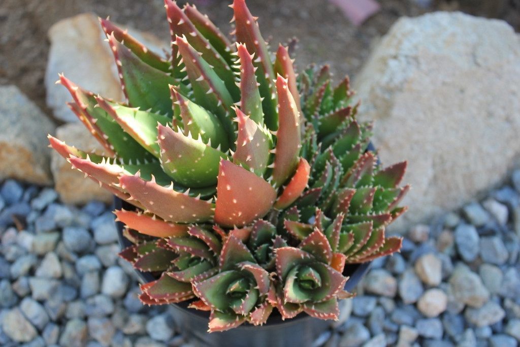 tooth succulent Gold Tooth Aloe