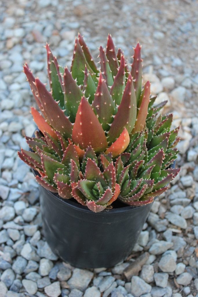 Gold Tooth Aloe - "Aloe Nobilis" bulk wholesale succulent prices at the succulent source - 5