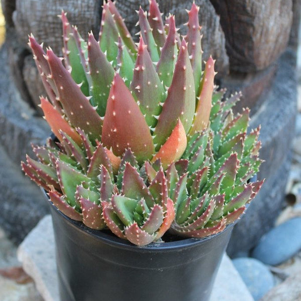 Gold Tooth Aloe - "Aloe Nobilis"