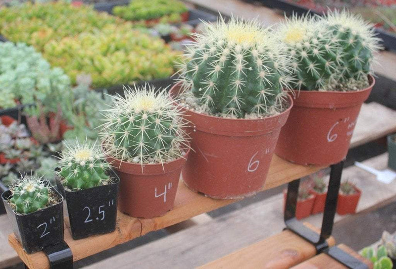 baby barrel cactus