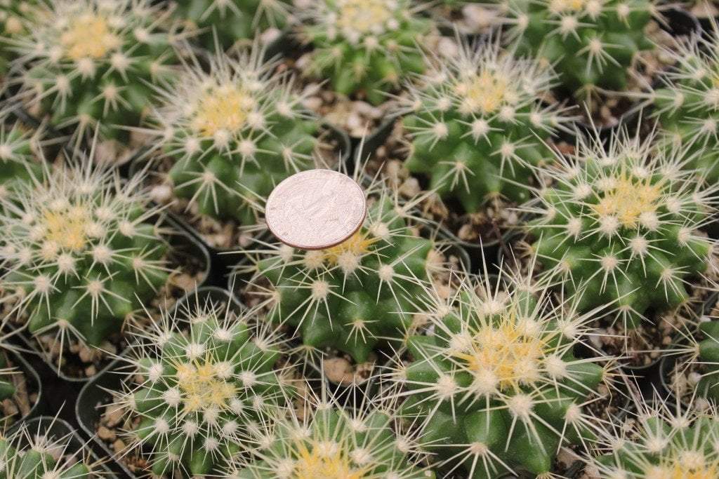 Golden Barrel Ornamental Cactus by Beau-Cactus - Small-The Succulent Source