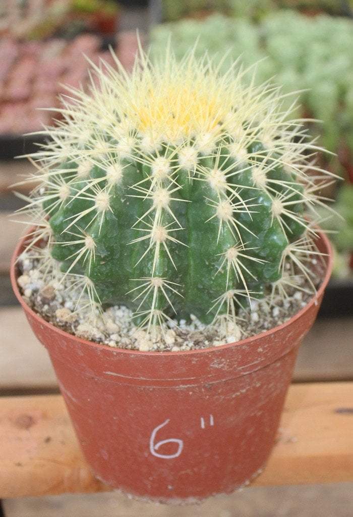 Golden Barrel Ornamental Cactus by Beau-Cactus - Small-The Succulent Source