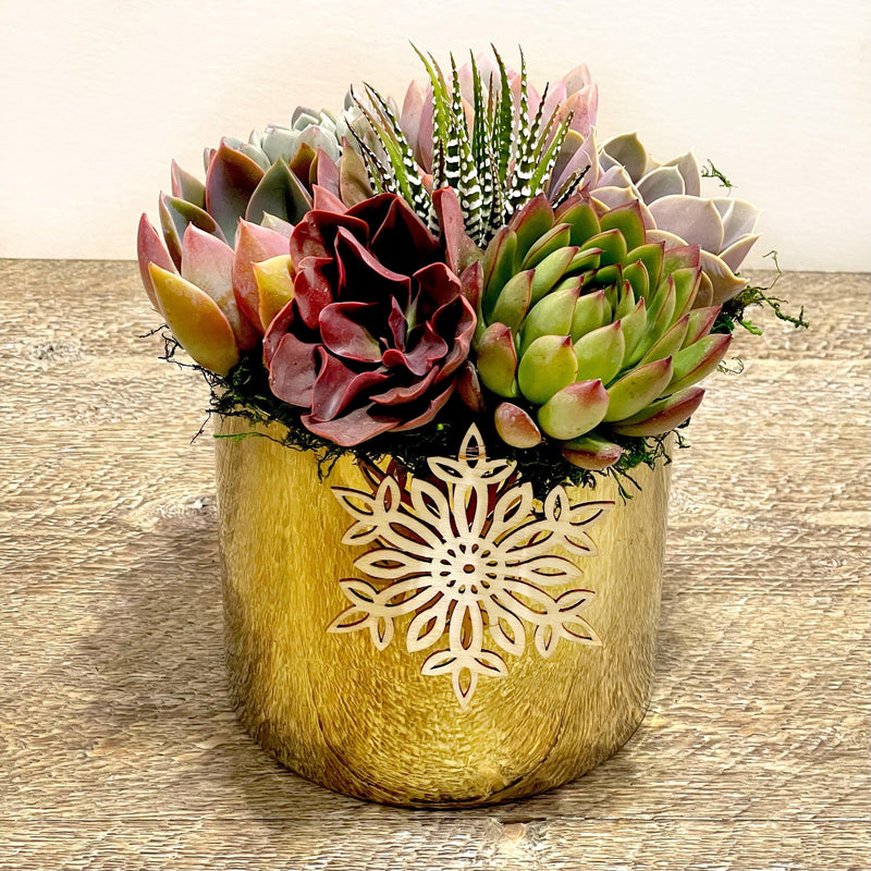Golden glazed ceramic pot with Succulents-Succulent - Arrangement-The Succulent Source