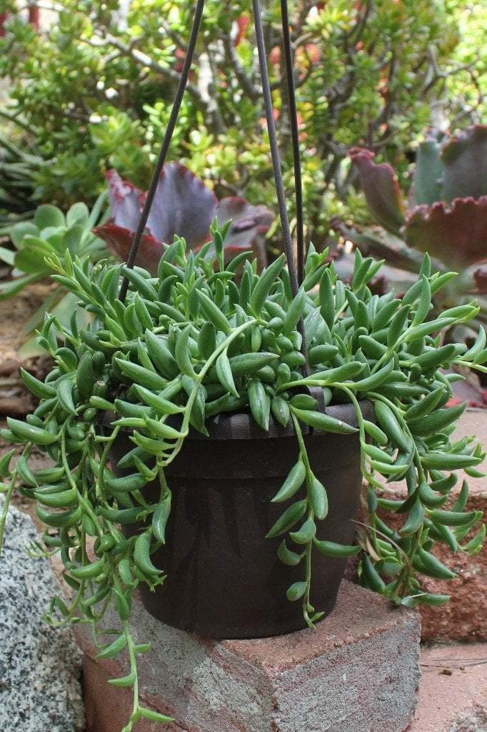 string of bananas succulent plant care Hanging String of Bananas