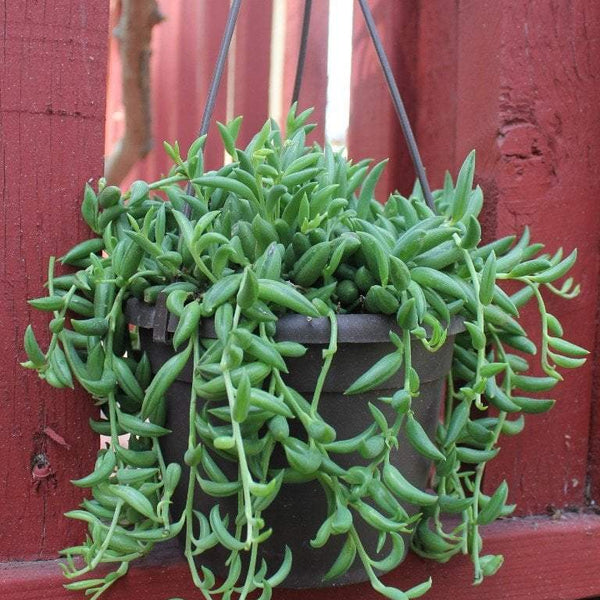 string of bananas succulent plant care Hanging String of Bananas