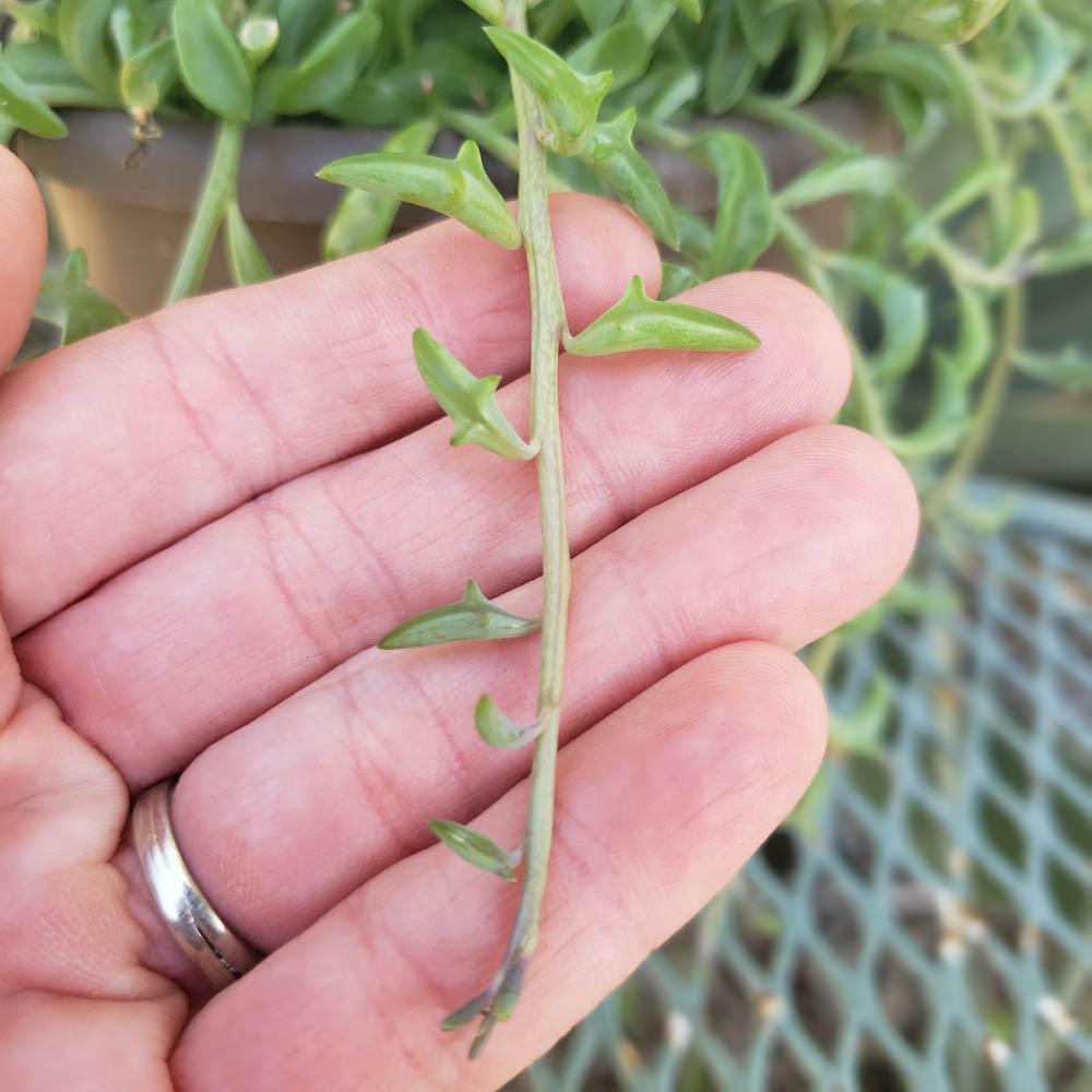 Hanging String of Dolphins-Succulent - Medium-The Succulent Source