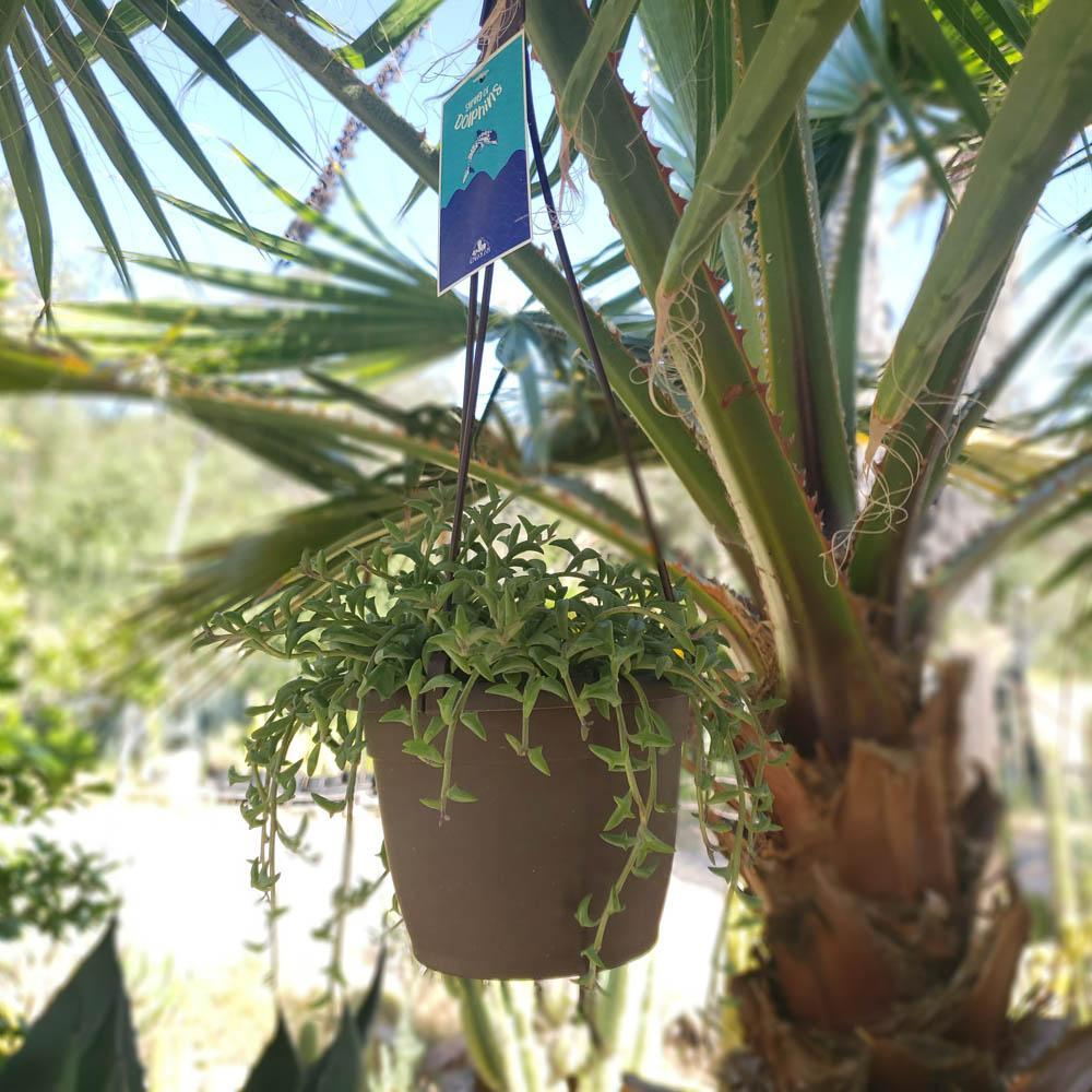 Hanging String of Dolphins-Succulent - Medium-The Succulent Source