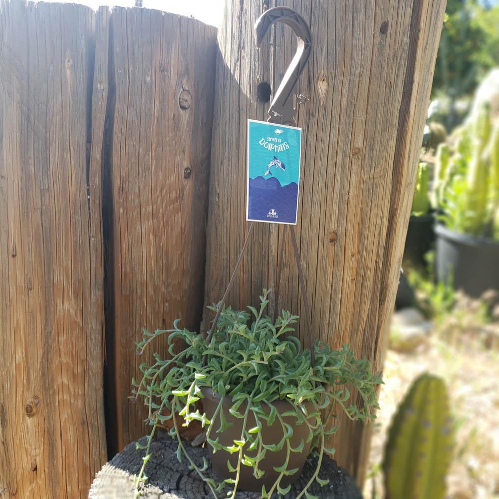 Hanging String of Dolphins-Succulent - Medium-The Succulent Source