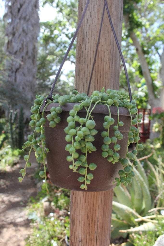 plant hanging string Hanging String of Pearls