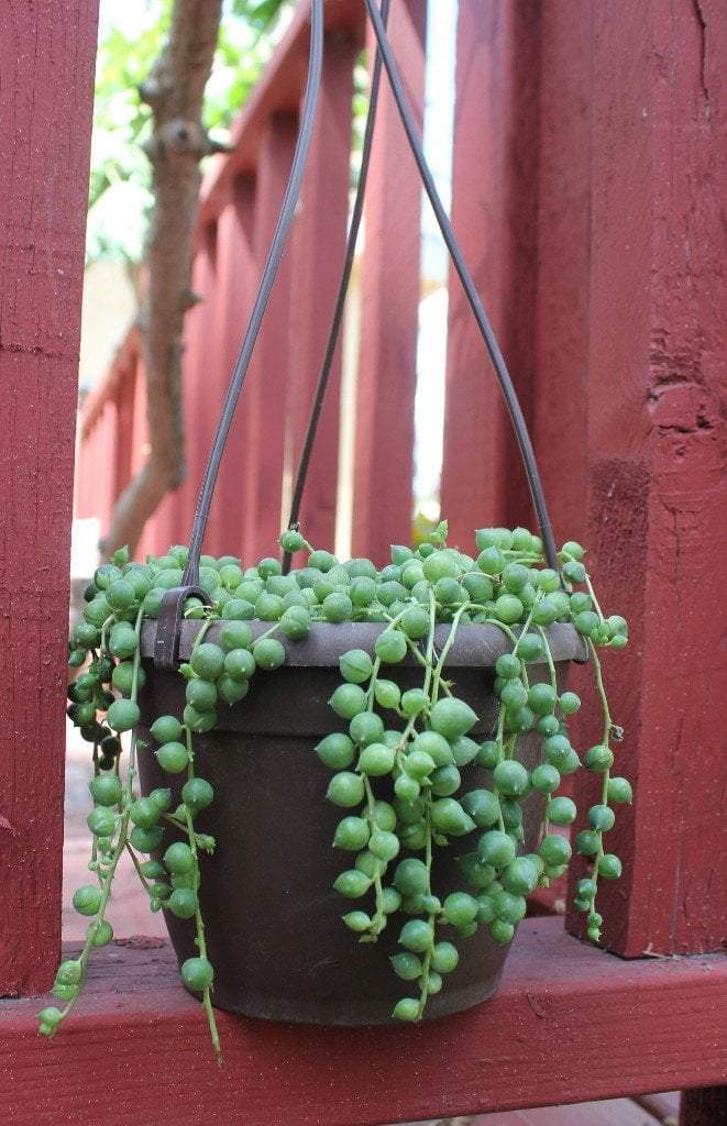 Hanging String of Pearls bulk wholesale succulent prices at the succulent source - 1