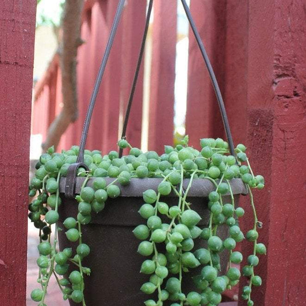 Hanging String of Pearls