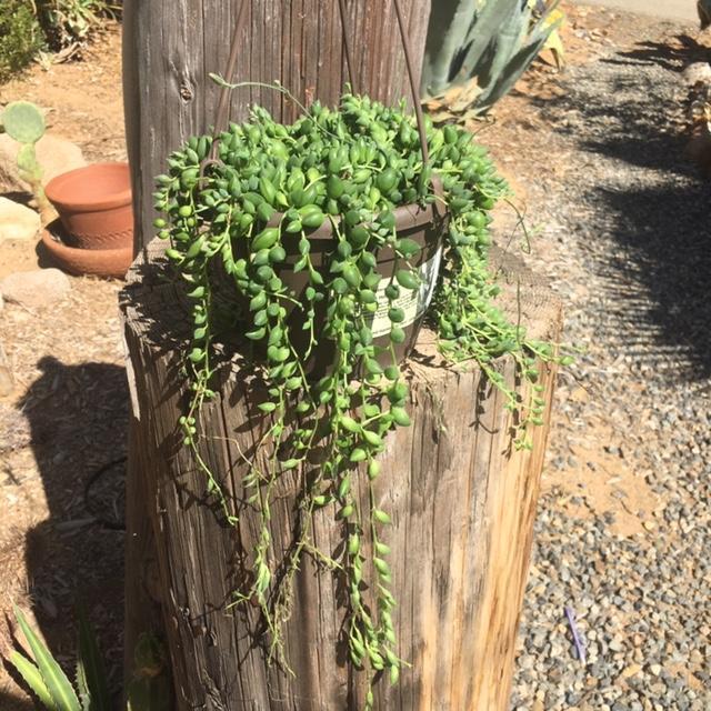 succulent that hangs down Hanging String of Teardrops