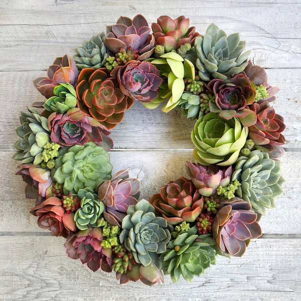 Succulent Arrangement - Holiday Succulent Wreath 18"
