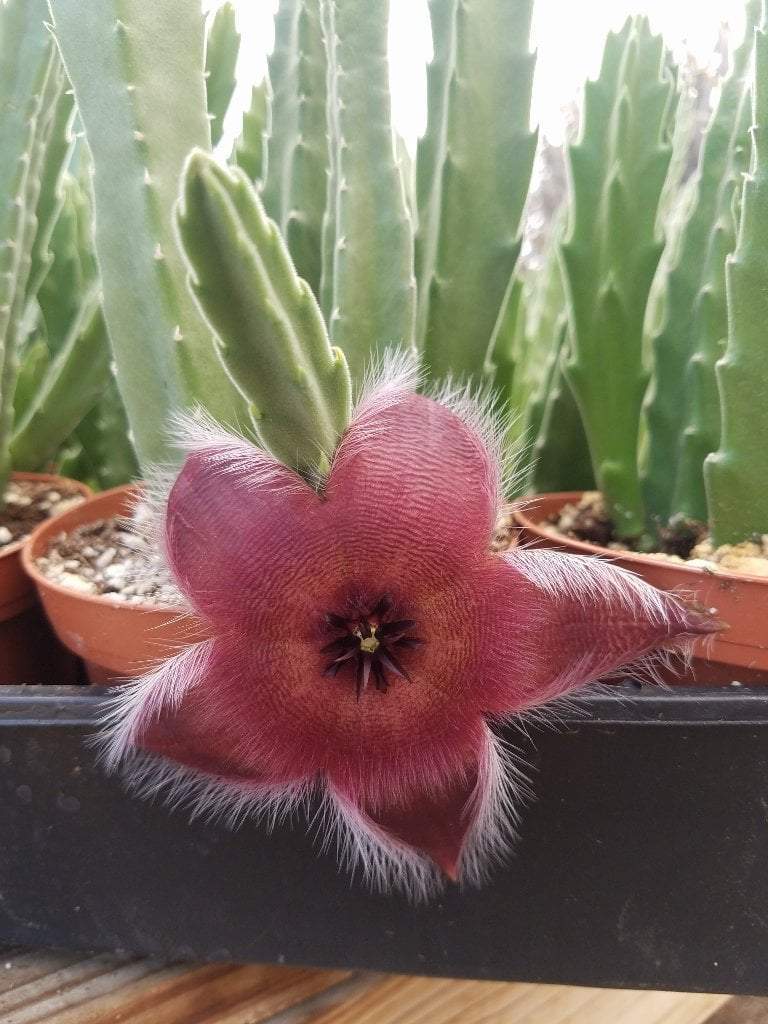 succulent forum Hoodias & Huernias & Stapelias
