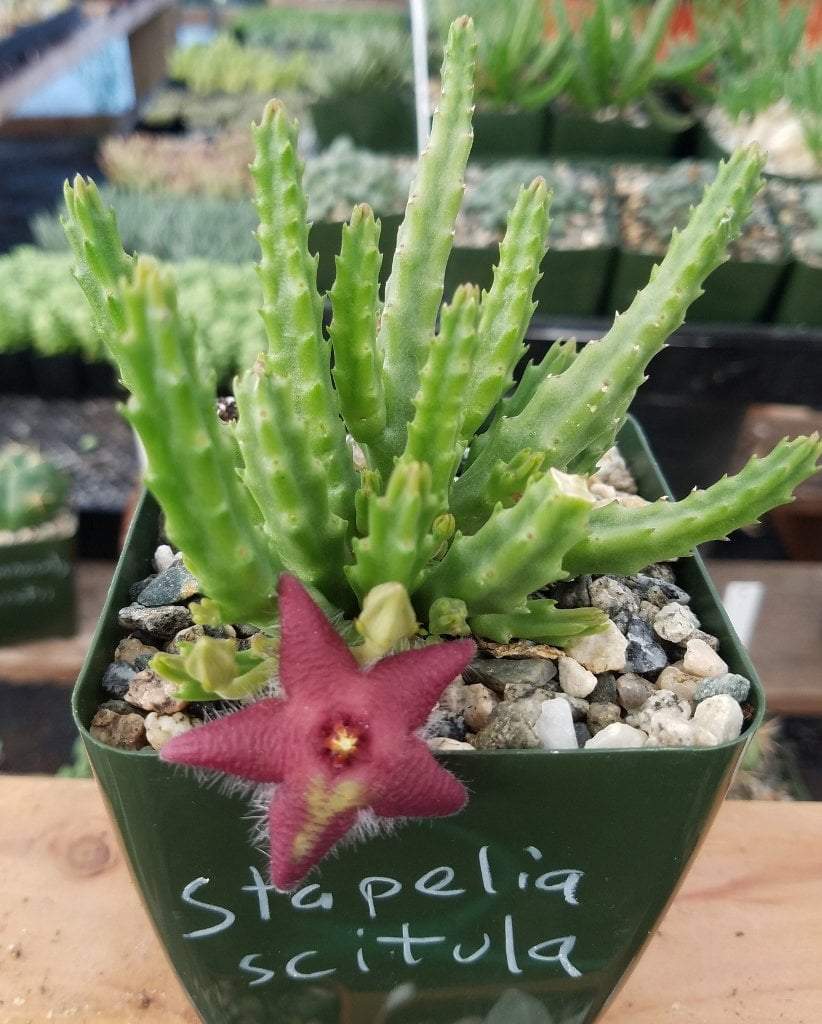 Hoodias & Huernias & Stapelias-Succulent - Small-The Succulent Source