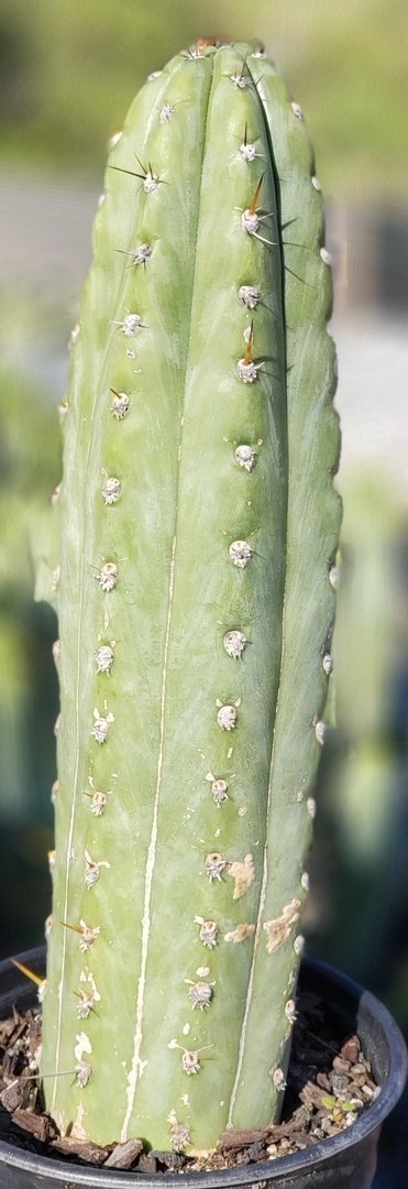 #I-129 Trichocereus Cuzcoensis Ornamental cactus 13.5"-Cactus - Large - Exact-The Succulent Source