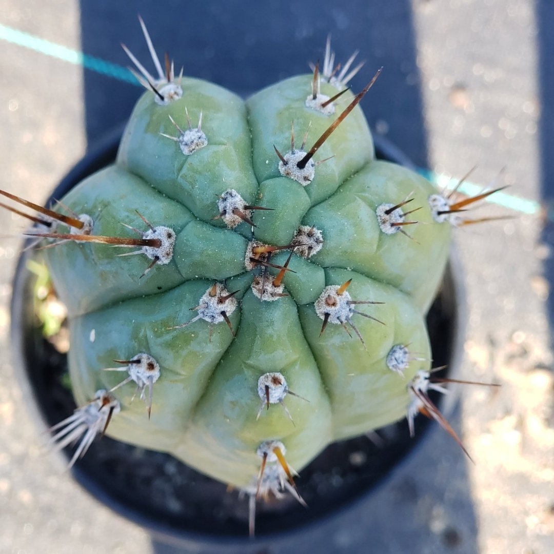 #I-129 Trichocereus Cuzcoensis Ornamental cactus 13.5"-Cactus - Large - Exact-The Succulent Source