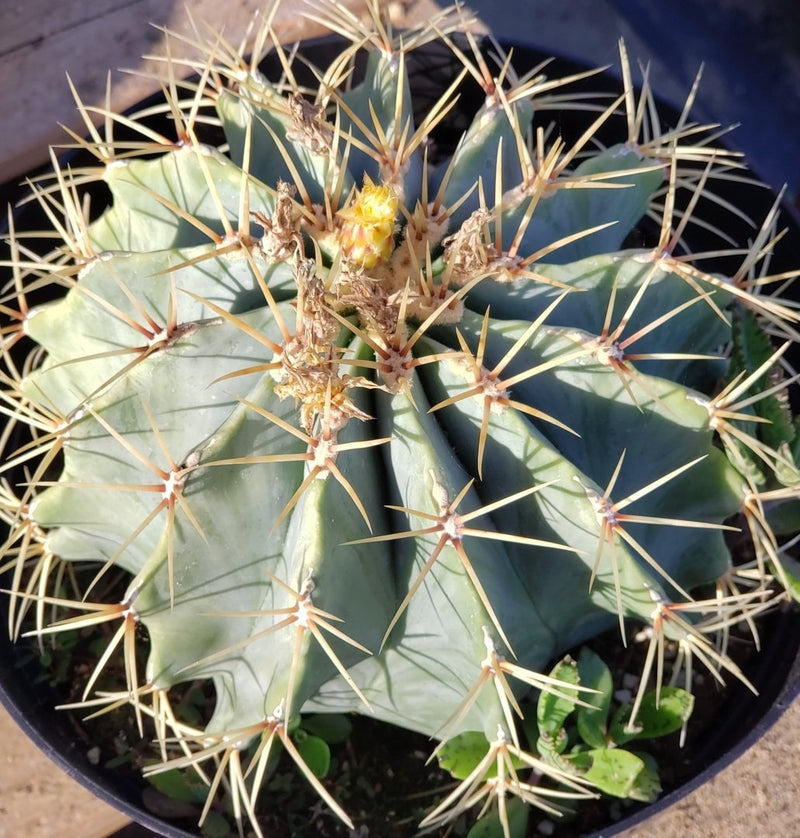 #I-132  Ferocactus Glaucescens Blue Barrel Cactus 8"