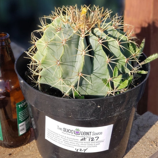 #I-132 Ferocactus Glaucescens Blue Barrel Cactus 8"