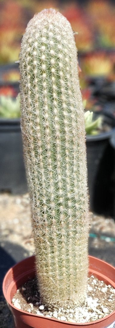 #I-45 Exact Trichocereus ornamental cactus 12.5"-Cactus - Large - Exact-The Succulent Source