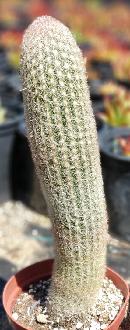 #I-45 Exact Trichocereus ornamental cactus 12.5"-Cactus - Large - Exact-The Succulent Source
