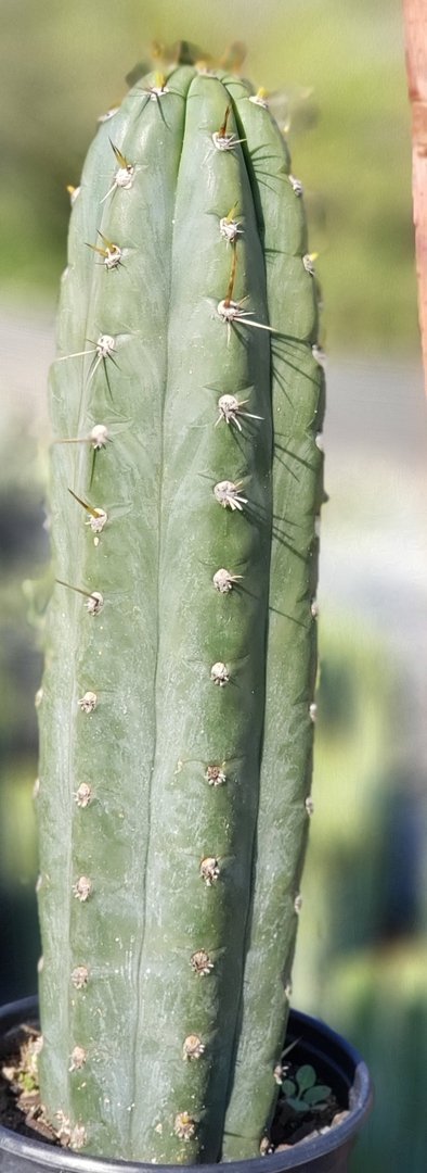 #I-67 Trichocereus Cuzcoensis Ornamental Cactus 15.5"-Cactus - Large - Exact-The Succulent Source