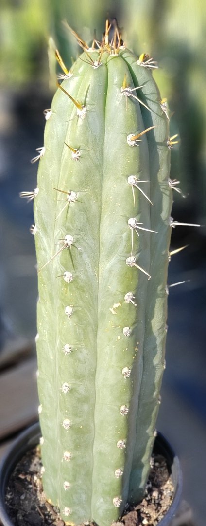 #I-67 Trichocereus Cuzcoensis Ornamental Cactus 15.5"-Cactus - Large - Exact-The Succulent Source