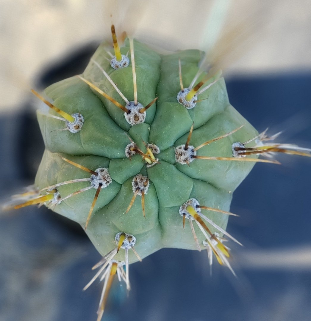 #I-67 Trichocereus Cuzcoensis Ornamental Cactus 15.5"-Cactus - Large - Exact-The Succulent Source