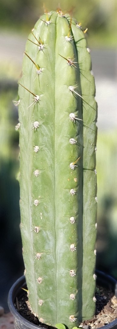 #I-67 Trichocereus Cuzcoensis Ornamental Cactus 15.5"-Cactus - Large - Exact-The Succulent Source