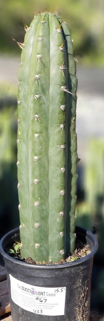 #I-67 Trichocereus Cuzcoensis Ornamental Cactus 15.5"-Cactus - Large - Exact-The Succulent Source