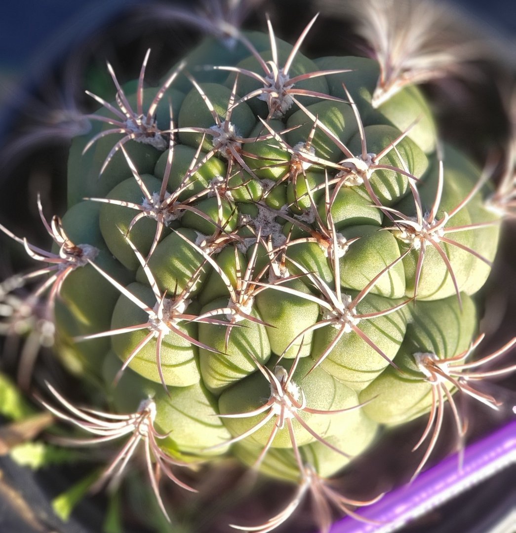 #77 Exact Gymnocalycium Saglione Cactus in 1 gallon-Cactus - Large - Exact-The Succulent Source