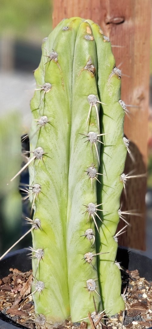#I-83 exact Trichocereus Ornamental Cactus 9.5"-Cactus - Large - Exact-The Succulent Source
