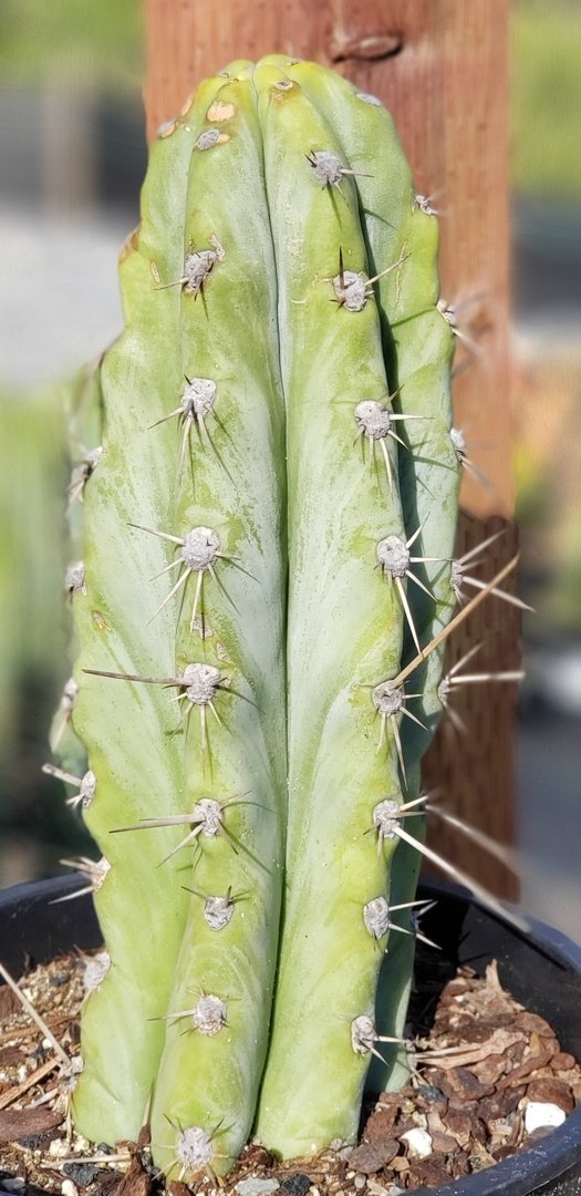 #I-83 exact Trichocereus Ornamental Cactus 9.5"-Cactus - Large - Exact-The Succulent Source